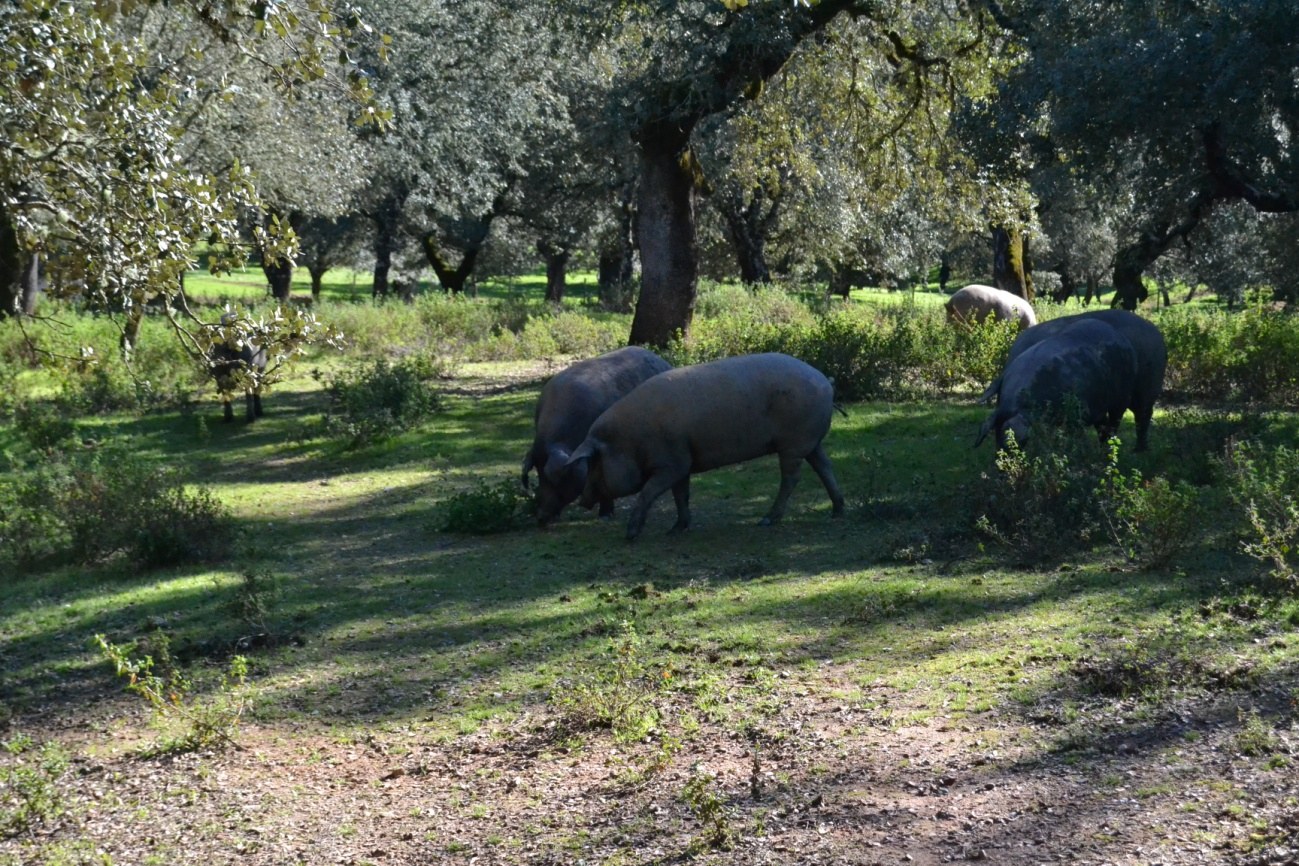 Huchas originales - Si alguna vez te has preguntado porqué la hucha tiene  forma de cerdito es posible que hayas llegado a la conclusión equivocada de  que la hucha es un invento