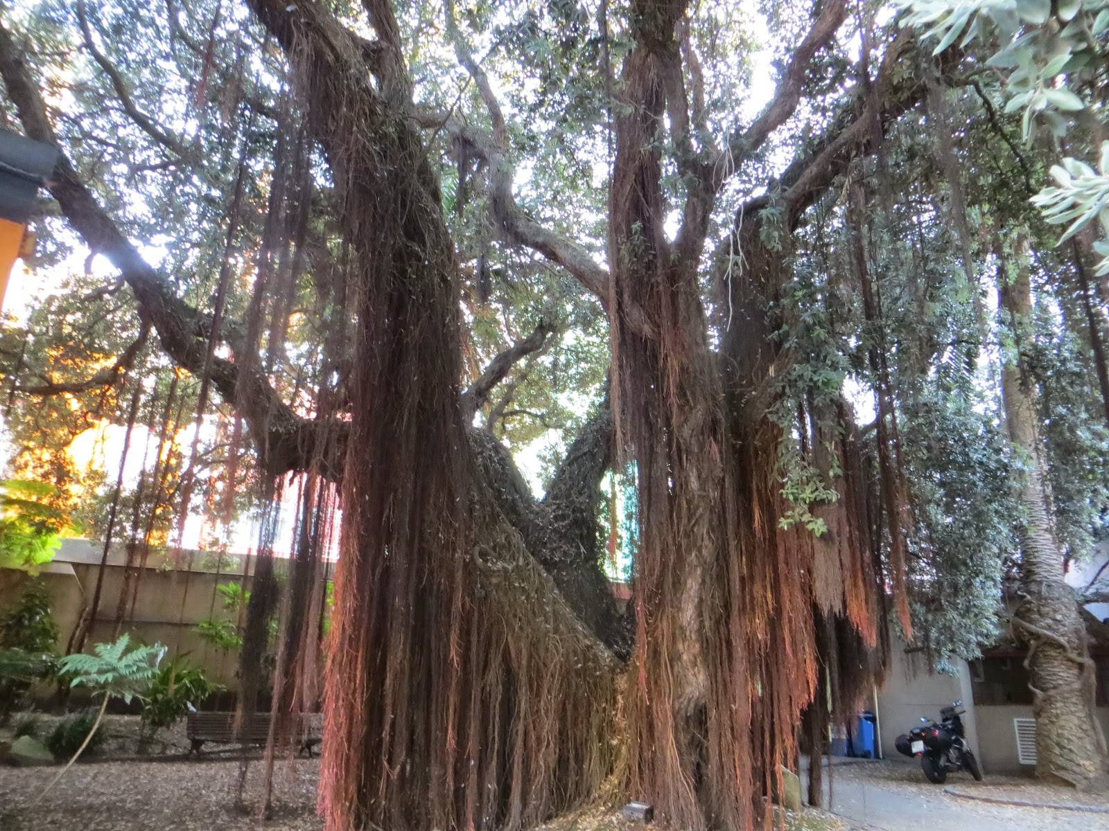 El árbol gallego que pone en cuarentena los descubrimientos de británicos y  holandeses en Oceanía - Historias de la Historia