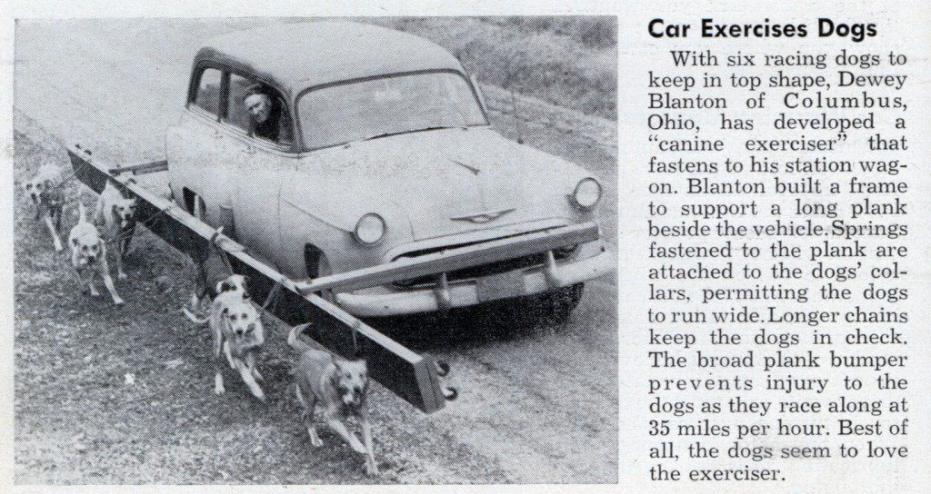 Car Exercises Dog