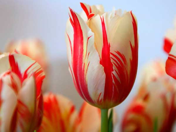 Variedad Semper augustus