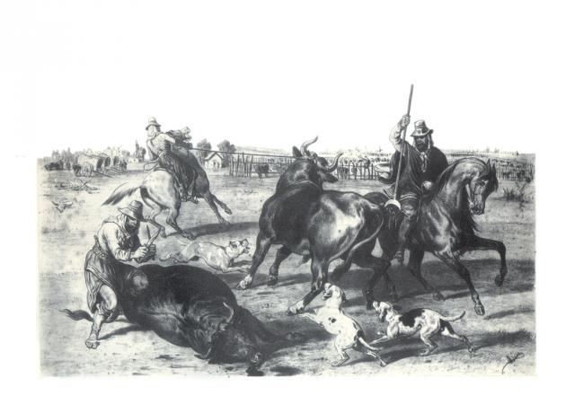 Campesinos faenando ganado vacuno