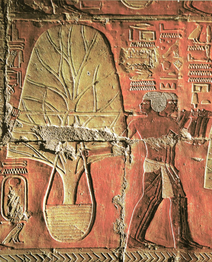 Traslado de árbol de mirra