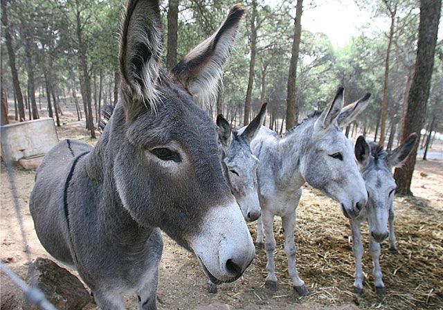 Burro andaluz